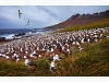 Black-browed Albatross Colony, Steeple Jason, Falkland Islands