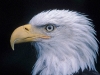 06-bald-eagle-horizontal
