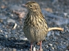 16-sth-g-pipit-cropped