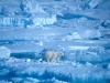 20-098-polar-bear-and-ice
