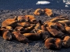 21-walrus-huddle-working