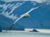 22-wandering-albatross-dsc_0723