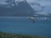 antarctic46-ship-from-albatross-is