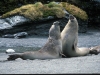 elephant-seals