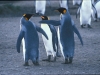 three-king-penguins-1